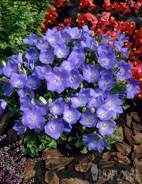 Blue Clips Pre-Potted Bellflower