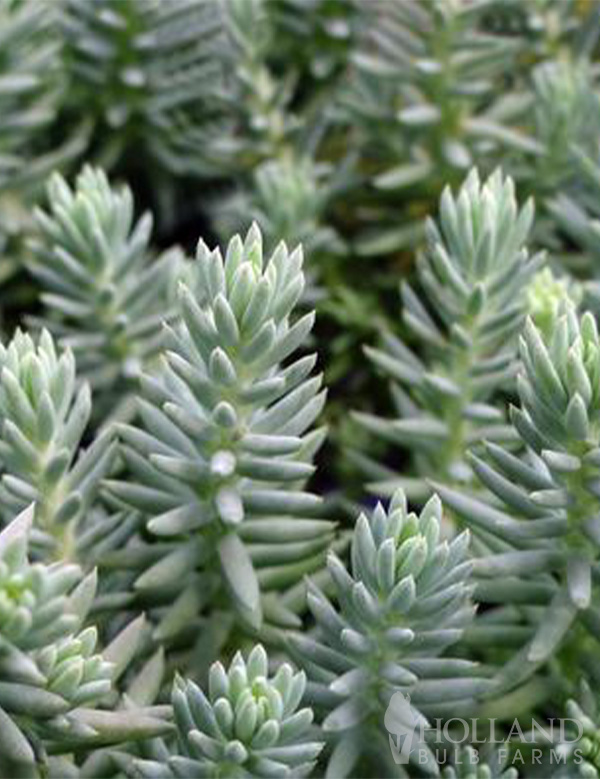 Blue Spruce Pre-Potted Sedum