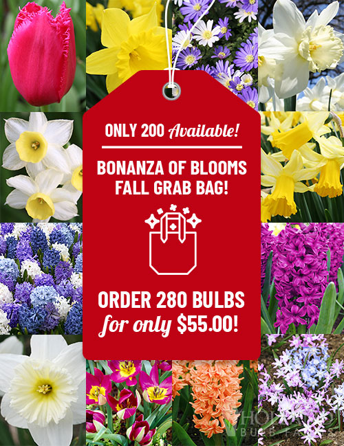 Bonanza of Blooms Fall Grab Bag 