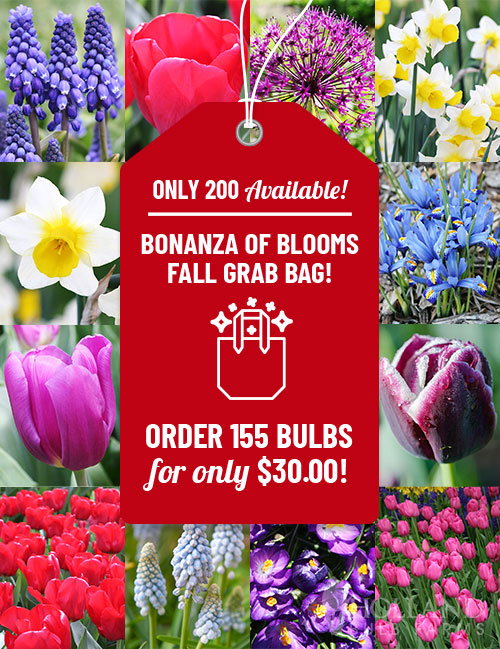 Bonanza of Blooms Fall Grab Bag