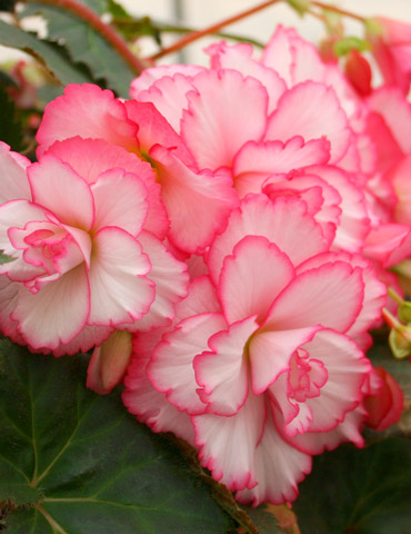 Bouton de Rose Double Begonia | Holland Bulb Farms | 71134