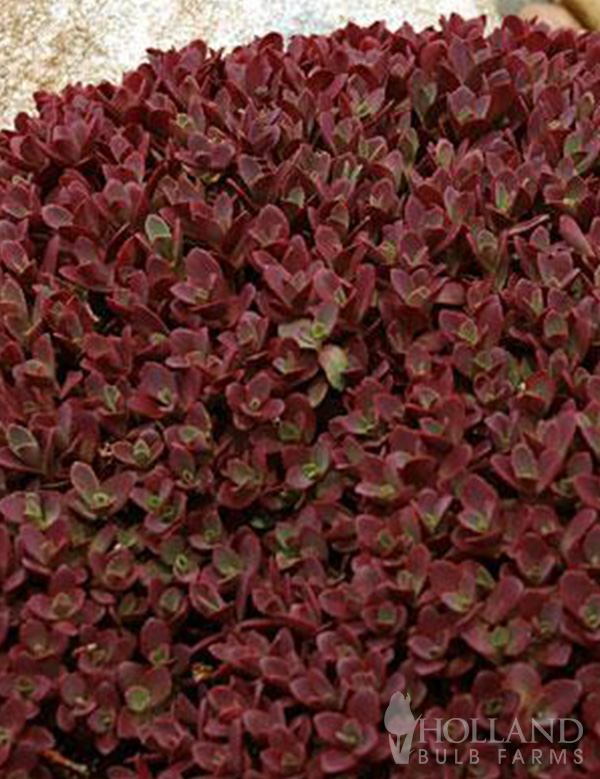 Bronze Carpet Pre-Potted Sedum