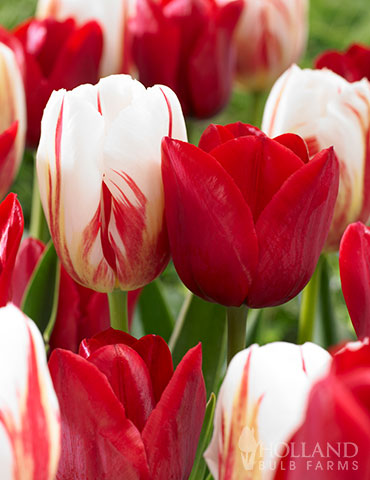 Download Candy Stripe Tulip Duo White Tulip Bulbs Tulip Bulbs For Sale