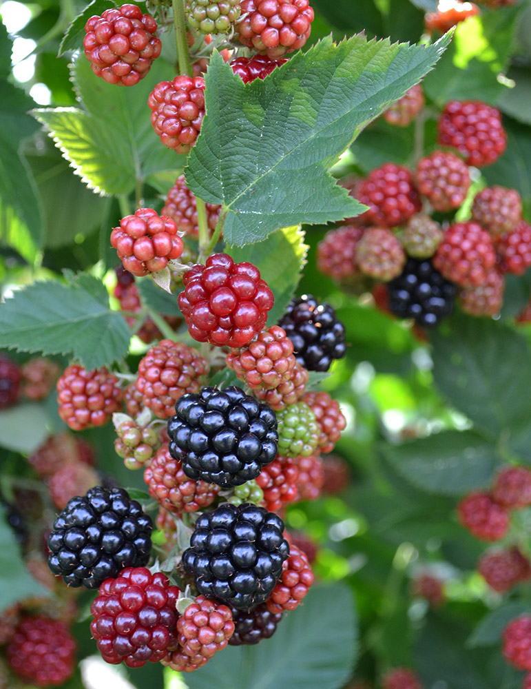 View Blackberry Fruit Plant Images