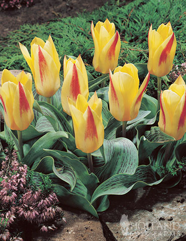 Chopin Kaufmannian Tulip, Holland Bulb Farms