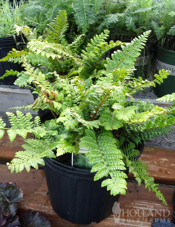 Christmas Pre-Potted Fern