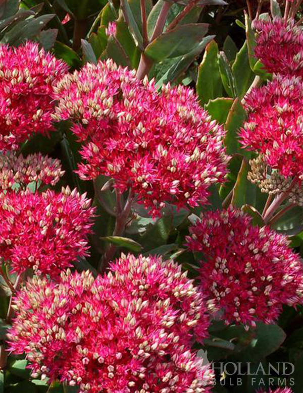 Class Act Pre-Potted Sedum