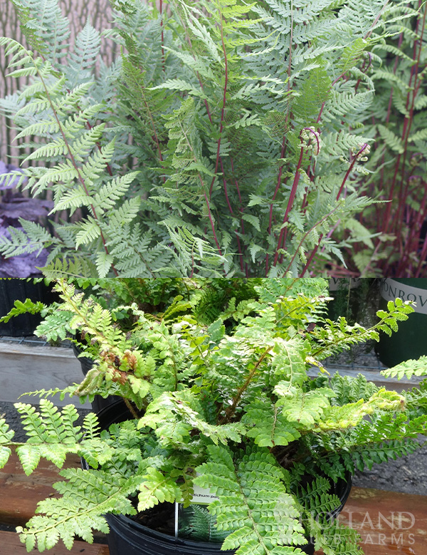 Colorful Fern Shade Loving Pre-Potted Duo