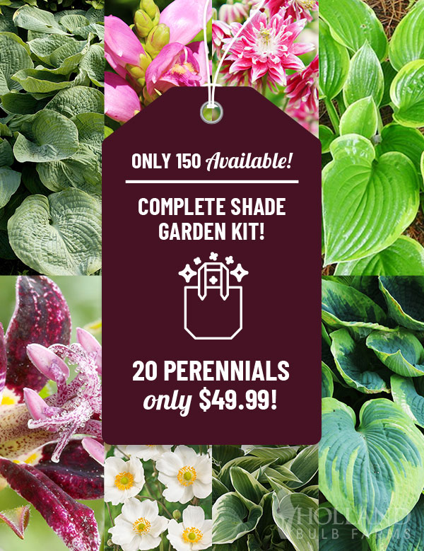 Complete Perennial Shade Garden Kit complete shade garden kit, shade perennials, bare root hosta, bare root astilbe, bare root columbine, toadlilies, perennials for shade, color in the shade