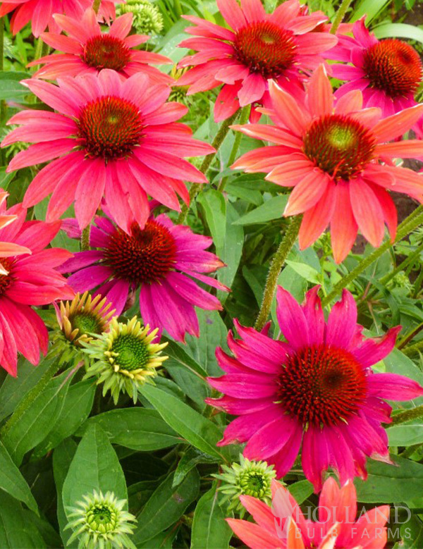 Coneflower Sombrero® Tres Amigos Pre-Potted Duo