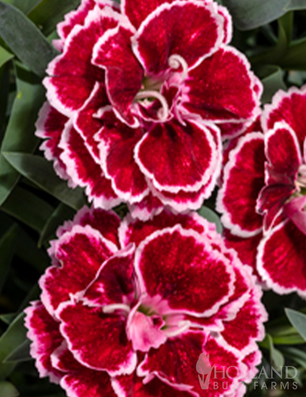 Constant Beauty® Crush Burgundy Pre-Potted Dianthus