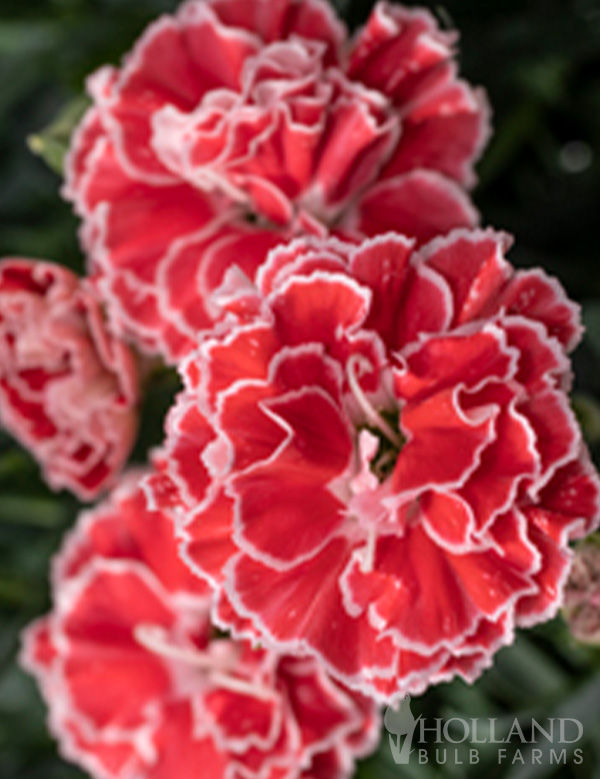 Constant Beauty® Crush Orange Pre-Potted Dianthus