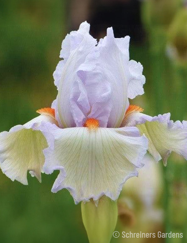 Cool Call Bearded Iris