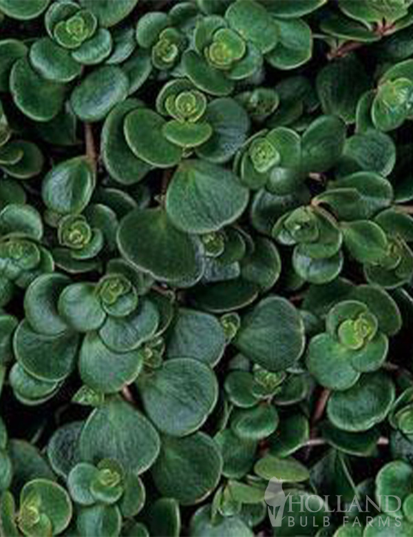 Coral Reef Pre-Potted Sedum