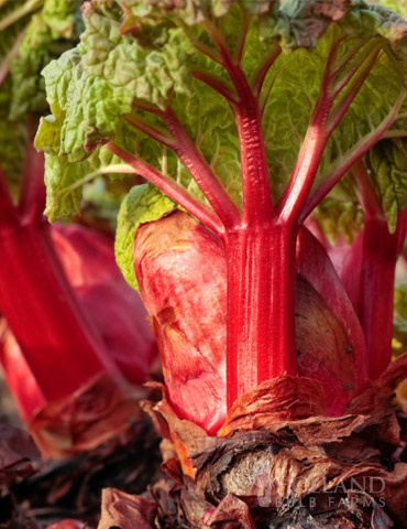 Crimson Red Rhubarb, Holland Bulb Farms