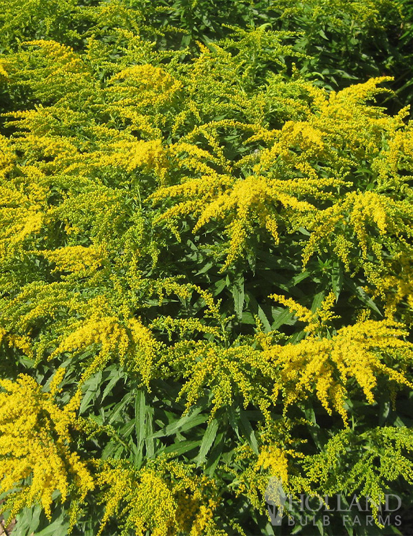 Crown of Rays Pre-Potted Solidago