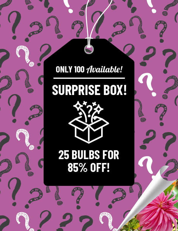 Dahlia Surprise Sample Box