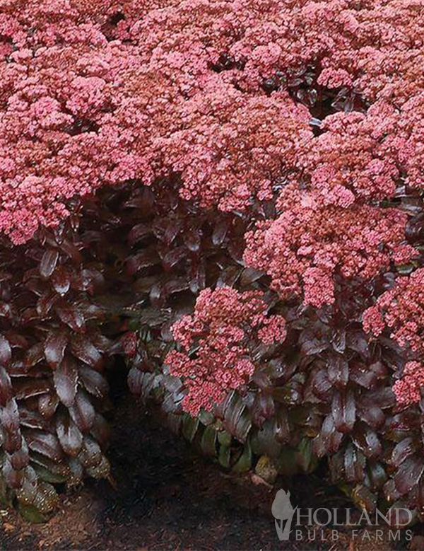 Dark Magic Pre-Potted Sedum