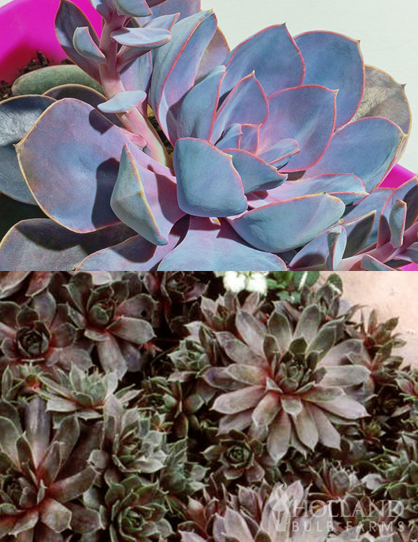 Dark Night Hens & Chicks Pre-Potted Duo