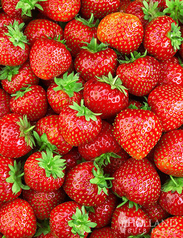 Delicious Sparkle Strawberries