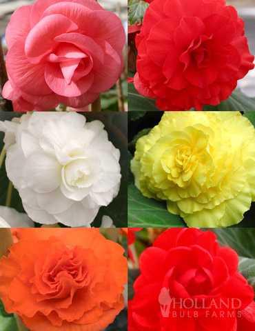 Double Begonia Collection | Holland Bulb Farms | 71124