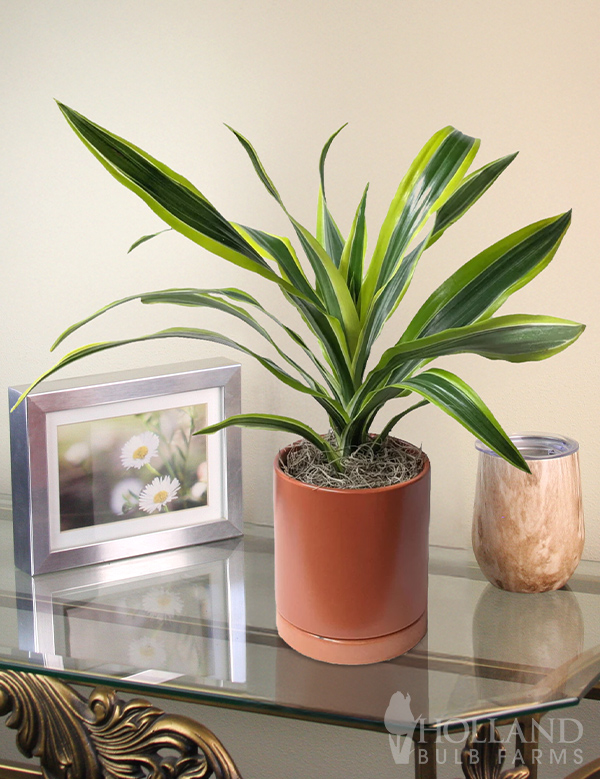 Dracaena Lemon Lime Houseplant