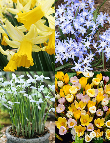 Early Spring Bulbs Spring Flowers To Plant Fall Planted Bulbs