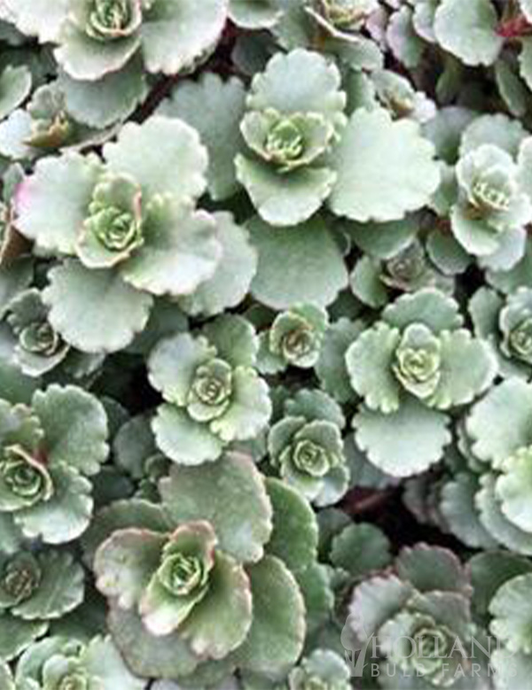 Elizabeth Spurinum Pre-Potted Sedum