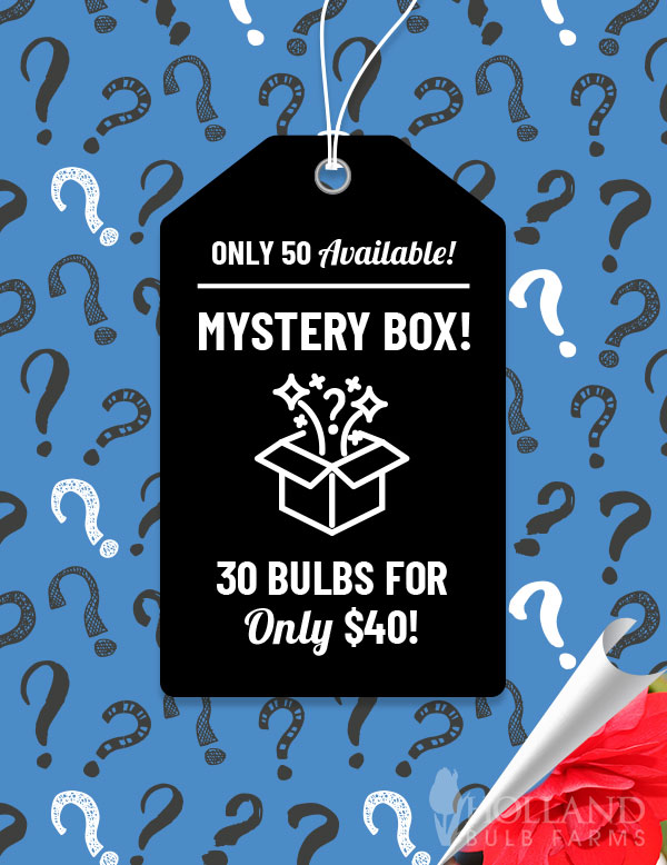 Exclusive Shady Mystery Box