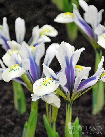 Blue Diamond Dutch Iris