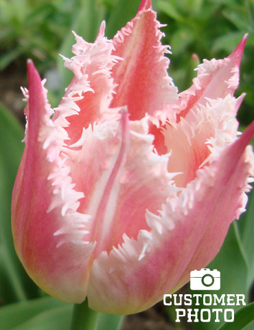 Tulip Fancy Frills  Express Garden Shop