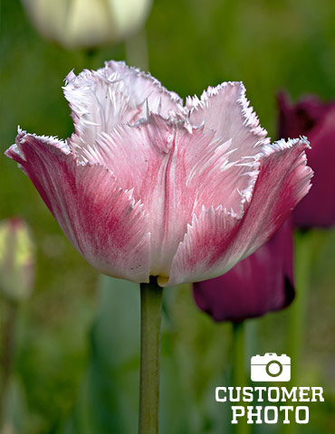 Fancy Frills Fringed Tulip, Holland Bulb Farms