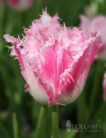 Fringed Tulip Cultivar Fancy Frills Stock Photo, Picture and Royalty Free  Image. Image 16777624.