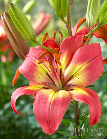 Forever Linda Asiatic Lily | Asiatic Lily Bulbs for Sale