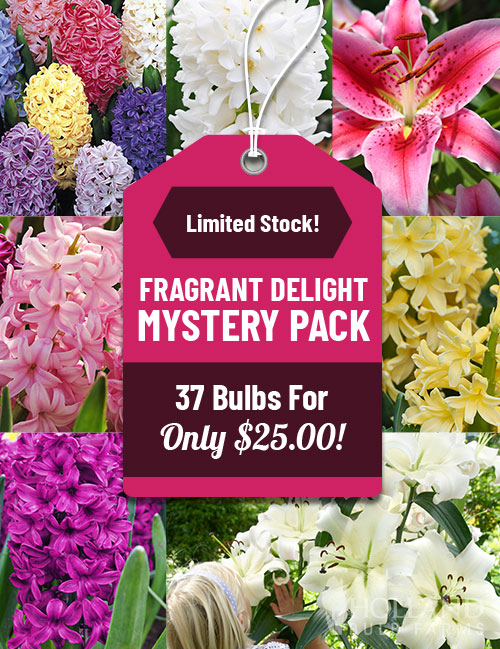 Fragrant Delight Mystery Pack