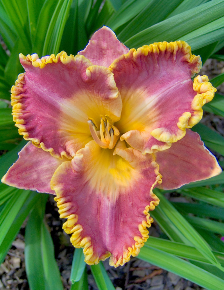 https://www.hollandbulbfarms.com/Shared/Images/Product/French-Lingerie-Daylily/86111.jpg