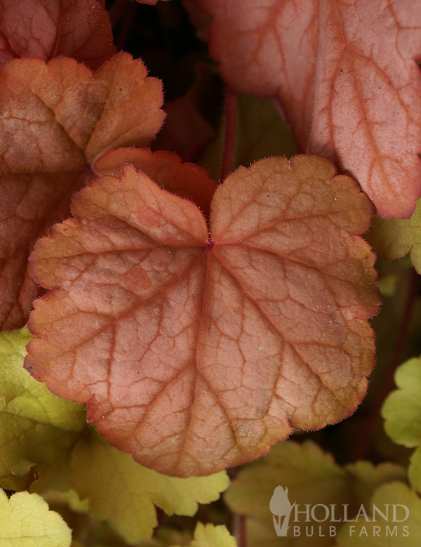 Georgia Peach Pre-Potted Heuchera