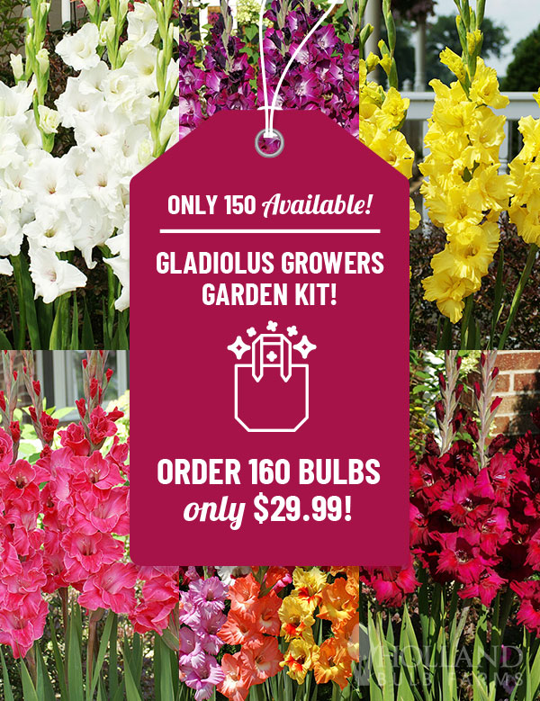Gladiolus Growers Garden Kit
