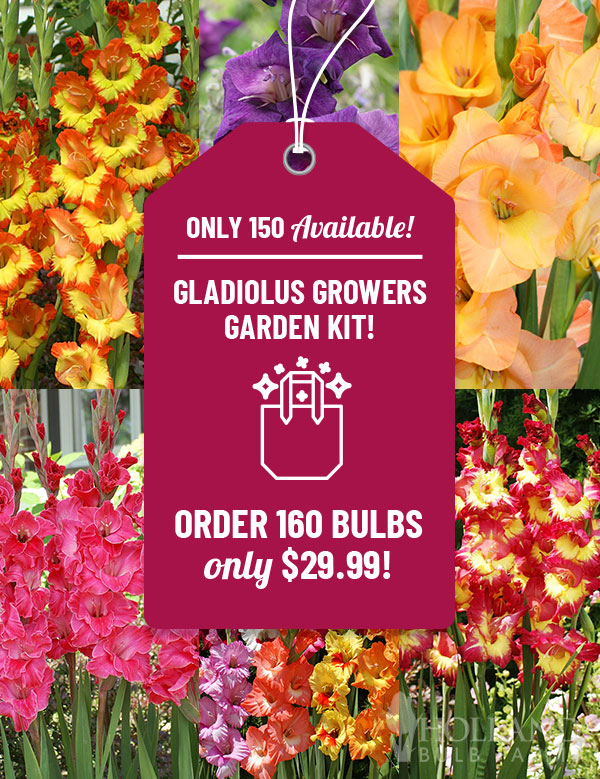 Gladiolus Growers Garden Kit