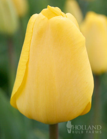 Bulbes : Tulipe - Golden Emperor - Fosteriana