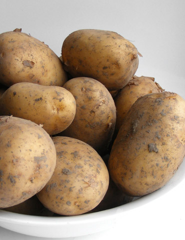 Adirondack Red Mid-Season Potato - Potatoes, Onions and Exotics
