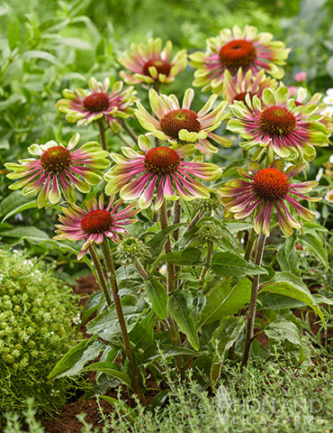 22+ Coneflower Plants For Sale