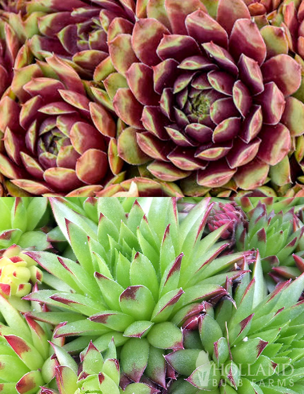 Heart of Gold Hens & Chicks Pre-Potted Duo