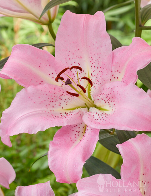 Josephine Oriental Lily