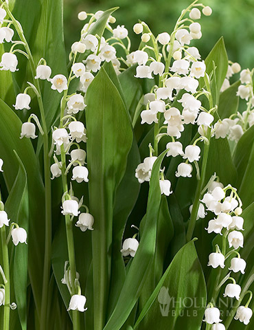 Lily of the Valley - Flowers And Bulbs