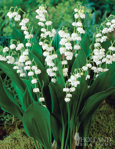  Lily of The Valley Bulbs for Planting Lily Flower