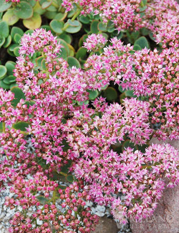 Lime Zinger Pre-Potted Sedum