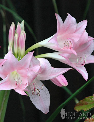 Pink Magic Lily, Holland Bulb Farms