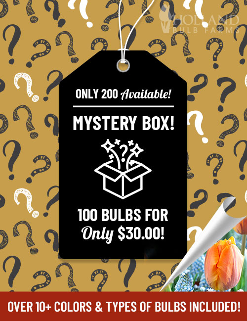 Magical Mystery Box