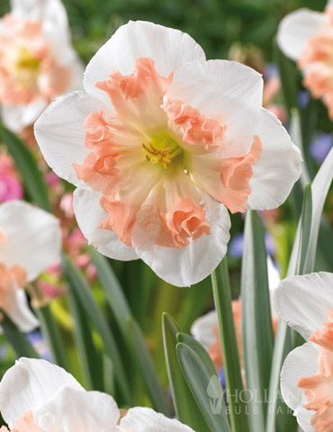 pink daffodil bulbs